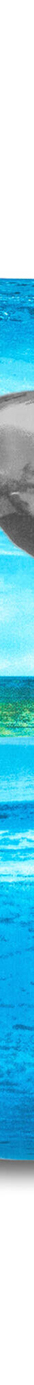 Linge de lit Flipper - polycoton (bleu) Linge de lit Flipper - polycoton (bleu)